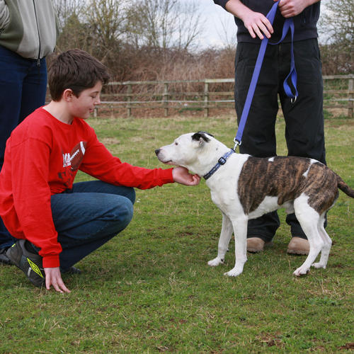 Dog Laws UK Blue Cross Dog Laws UK Blue Cross